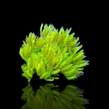Catalaphyllia Jardinei sp. Möchten Sie Gelb/Weiß kaufen? | Corallandfishstore
