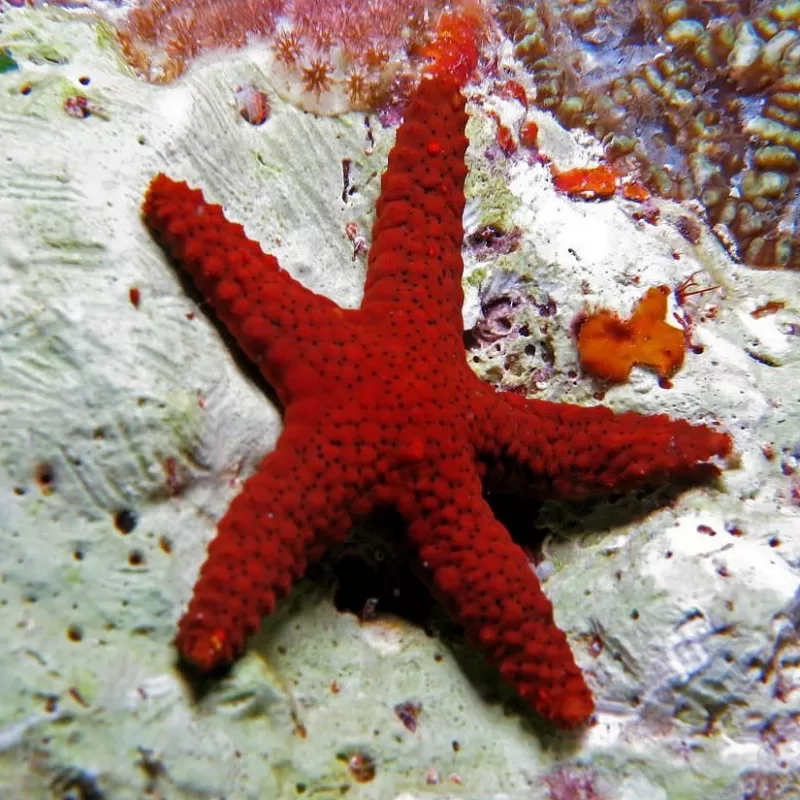 Fromia Milleporella Fromia Milleporella