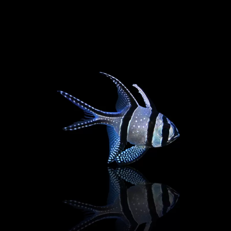 Pterapogon Kauderni | Coralandfishstore.nl Pterapogon Kauderni | Coralandfishstore.nl