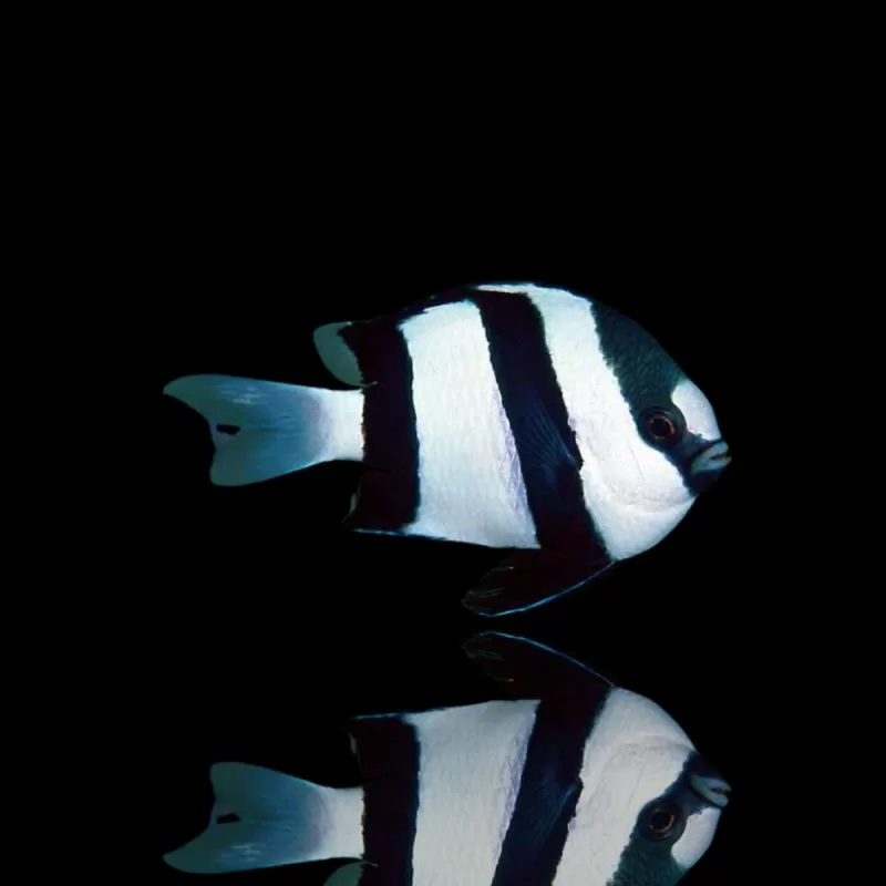 Dascyllus Aruanus | Coralandfishstore.nl Dascyllus Aruanus | Coralandfishstore.nl
