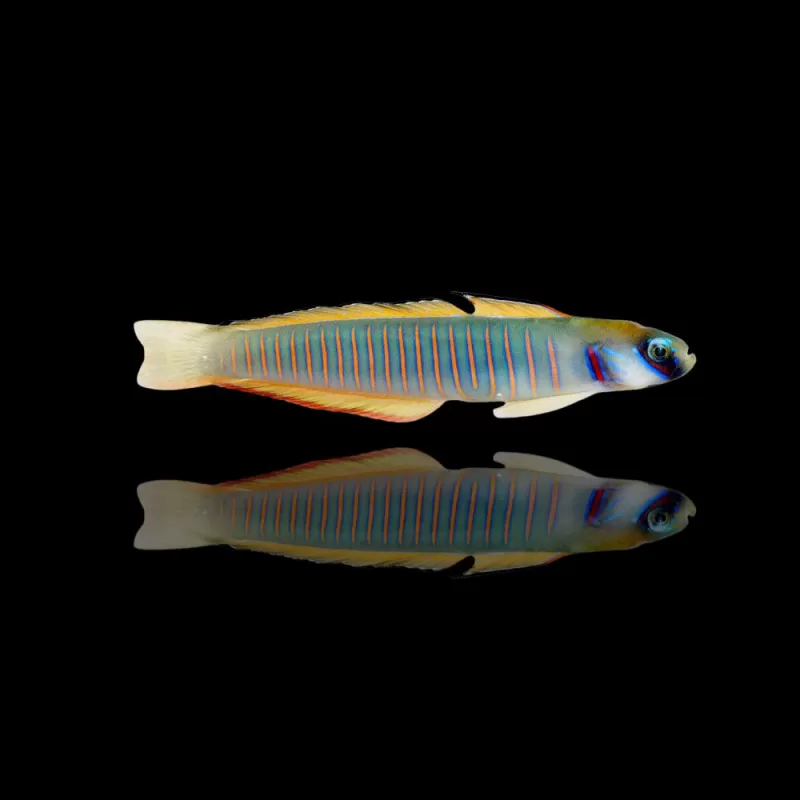 Ptereleotris Zebra bestellen? l Coralandfishstore.nl Ptereleotris Zebra bestellen? l Coralandfishstore.nl