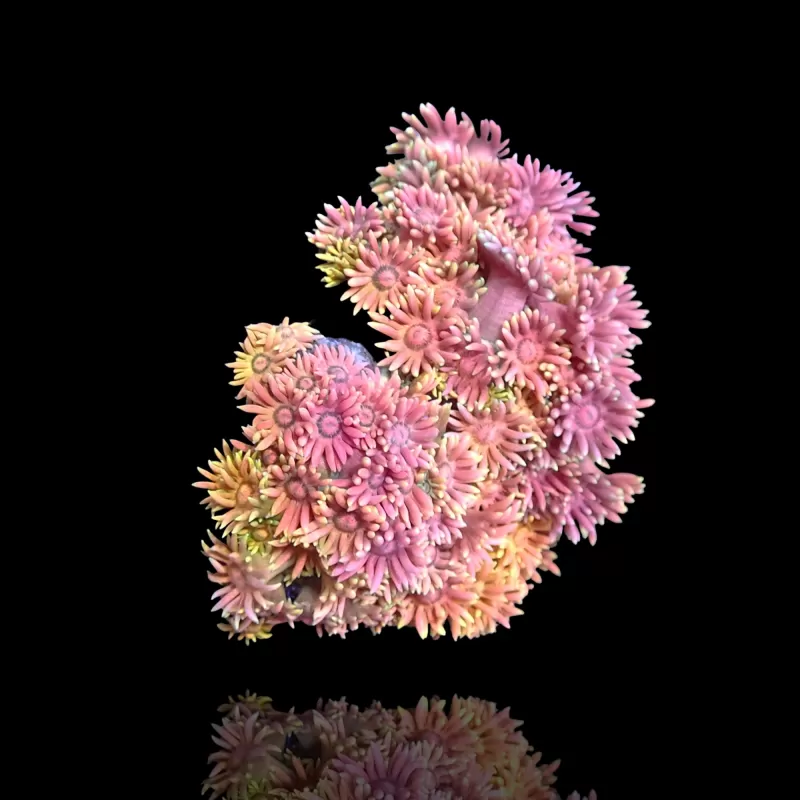 Goniopora Rainbow Frag 2-3cm bestellen ? l Coralandfishstore.nl Goniopora Rainbow Frag 2-3cm bestellen ? l Coralandfishstore.nl