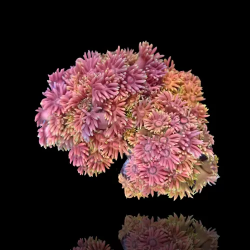 Goniopora Rainbow Frag 2-3cm