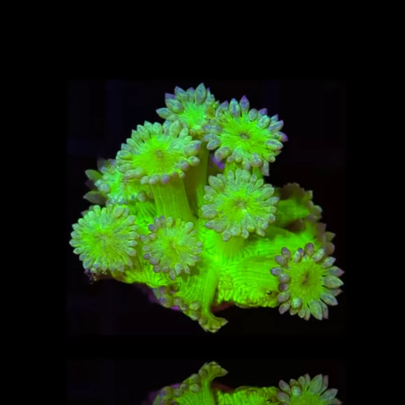 Goniopora Fire & Ice bestellen ? l Coralandfishstore.nl Goniopora Fire & Ice bestellen ? l Coralandfishstore.nl