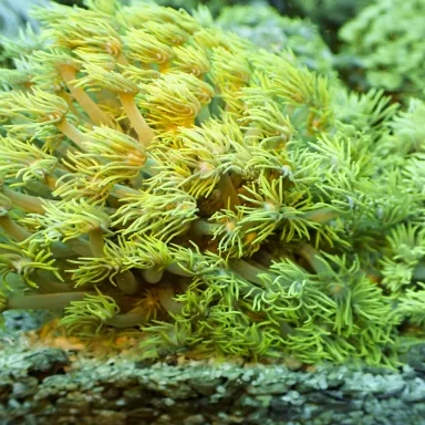Goniopora Yellow Toxic bestellen ? l Coralandfishstore.nl