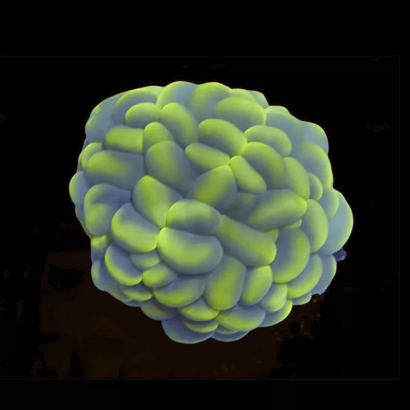 Plerogyra Sinuosa kaufen?| Coralandfishstore.nl Plerogyra Sinuosa kaufen?| Coralandfishstore.nl