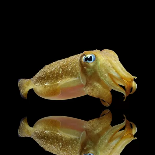 Sepia Bandensis - Dwarf cuttlefish