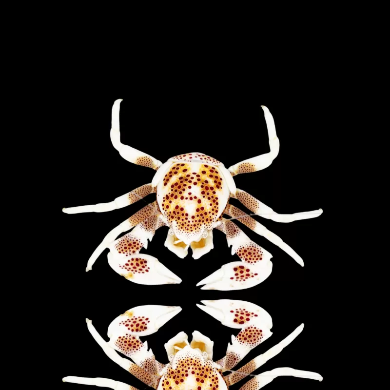 Neopetrolisthes Ohshimai | Coralandfishstore.nl Neopetrolisthes Ohshimai | Coralandfishstore.nl