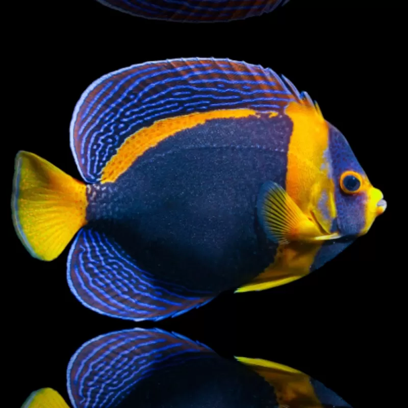 Chaetdontoplus Duboulayi weiblich | Coralandfishstore.nl