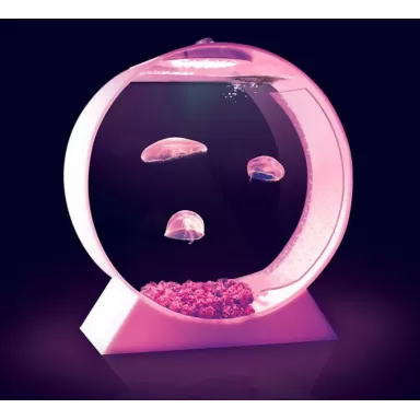 Quallenbecken für den Schreibtisch – Ein Quallenaquarium bestellen? l Coralandfishstore.nl