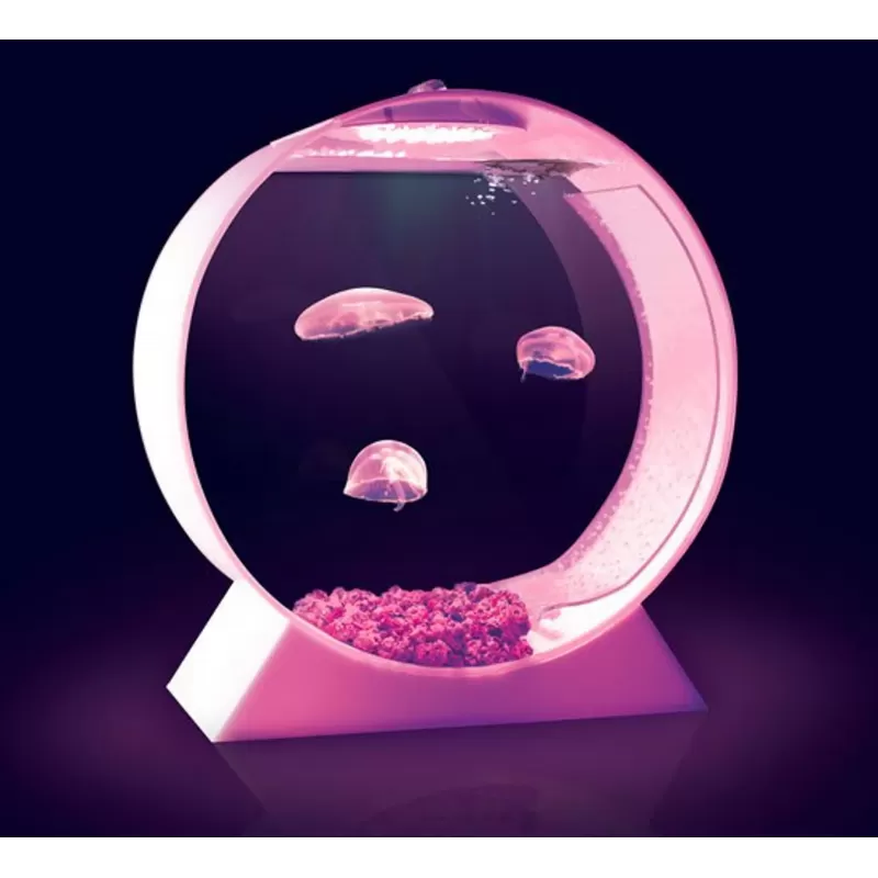 Quallenbecken für den Schreibtisch – Ein Quallenaquarium bestellen? l Coralandfishstore.nl Quallenbecken für den Schreibtisch – Ein Quallenaquarium bestellen? l Coralandfishstore.nl