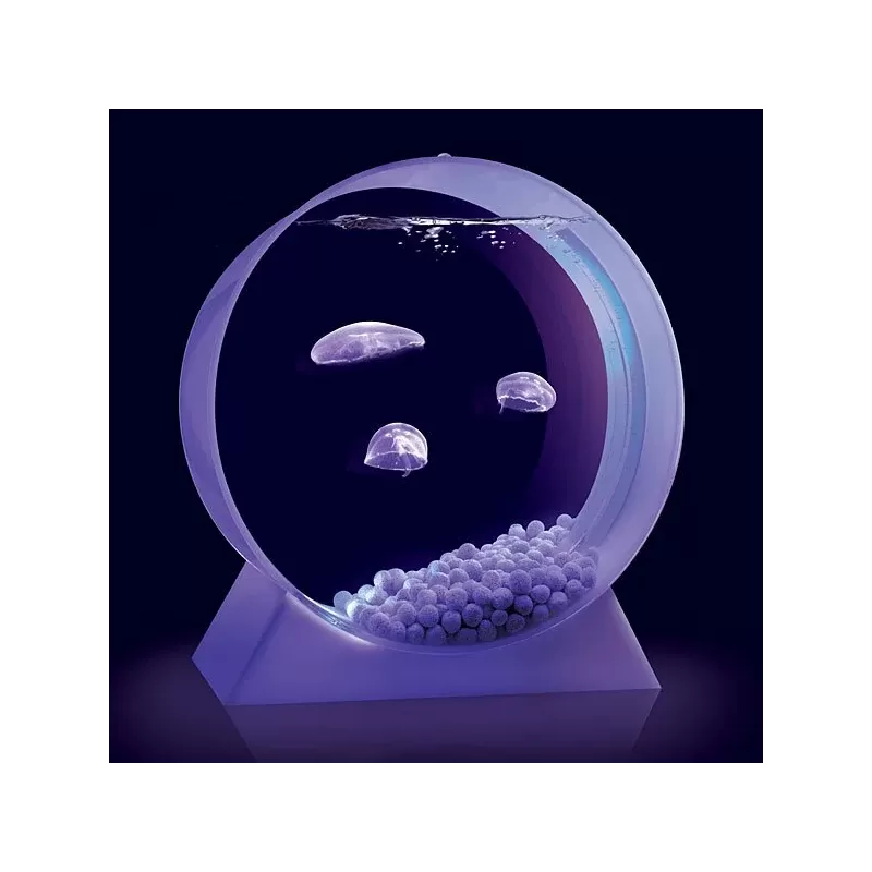 Quallenbecken für den Schreibtisch – Ein Quallenaquarium bestellen? l Coralandfishstore.nl Quallenbecken für den Schreibtisch – Ein Quallenaquarium bestellen? l Coralandfishstore.nl