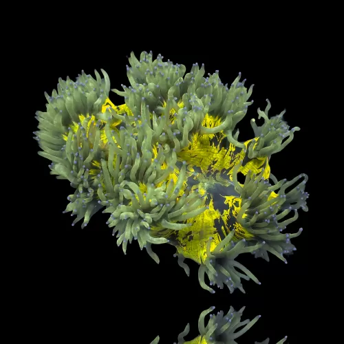 Catalaphyllia Jardinei sp. Gelb/Weiß kaufen? | Coralandfishstore