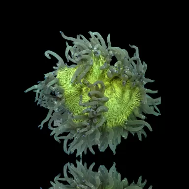 Catalaphyllia Jardinei sp. Yellow/White kopen? | Coralandfishstore