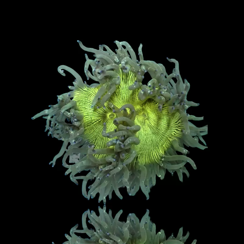 Catalaphyllia Jardinei sp. Yellow/White kopen? | Coralandfishstore Catalaphyllia Jardinei sp. Yellow/White kopen? | Coralandfishstore