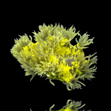 Catalaphyllia Jardinei sp. Möchten Sie Gelb/Weiß kaufen? | Corallandfishstore