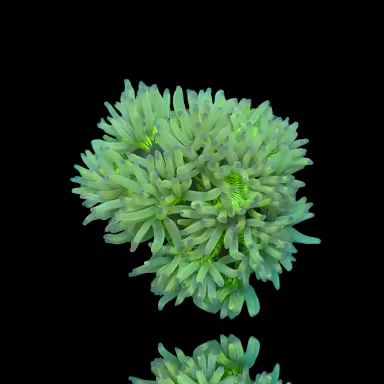 Catalaphyllia Jardinei sp. Yellow/White kopen? | Coralandfishstore