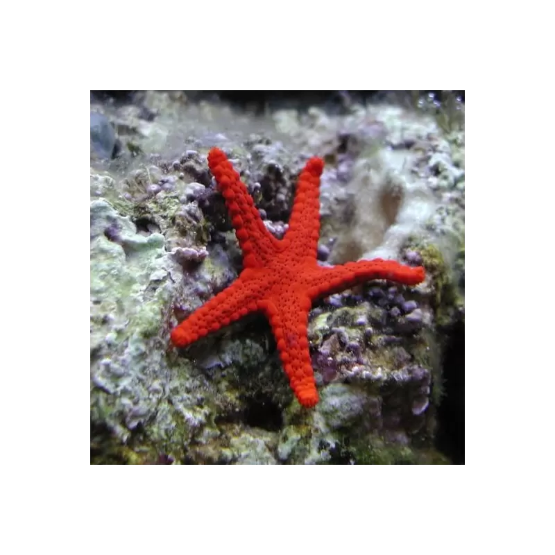 Fromia Milleporella oder den Poren-Seestern kaufen? Coralandfishstore.nl Fromia Milleporella oder den Poren-Seestern kaufen? Coralandfishstore.nl