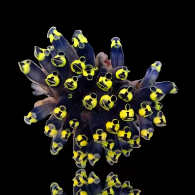 Clavelina Robusta Yellow M-size (zakpijp) kopn? | Coralandfishstore.nl