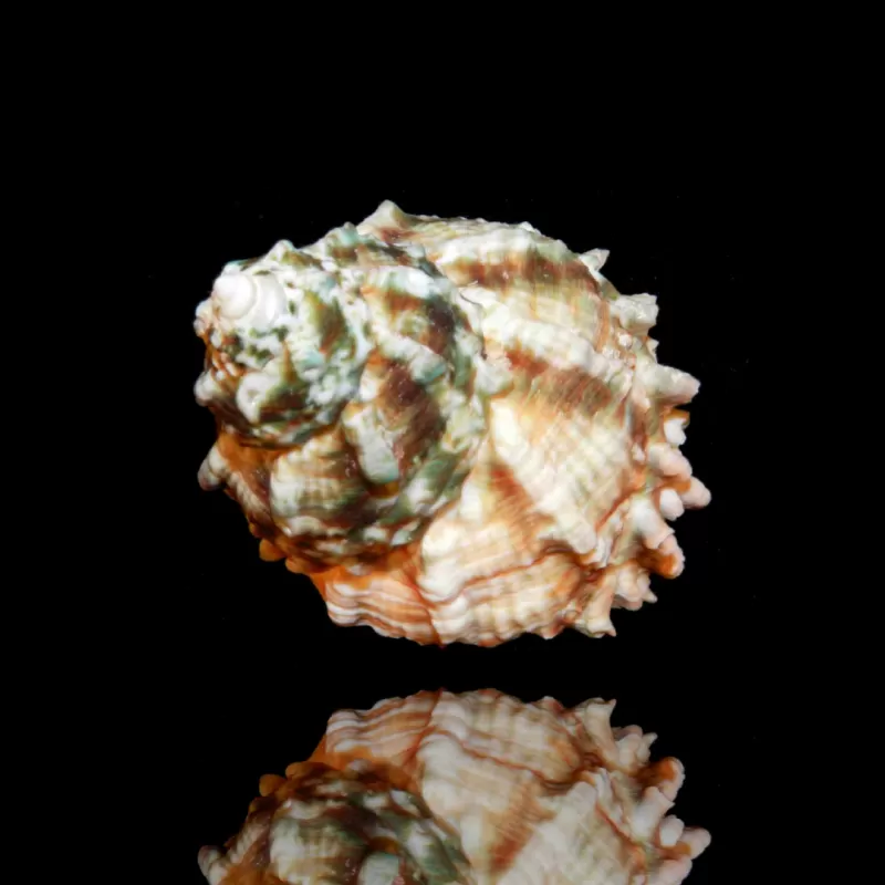 Möchten Sie eine Astrea caelata-Schnecke kaufen? | Coralandfishstore.nl Möchten Sie eine Astrea caelata-Schnecke kaufen? | Coralandfishstore.nl