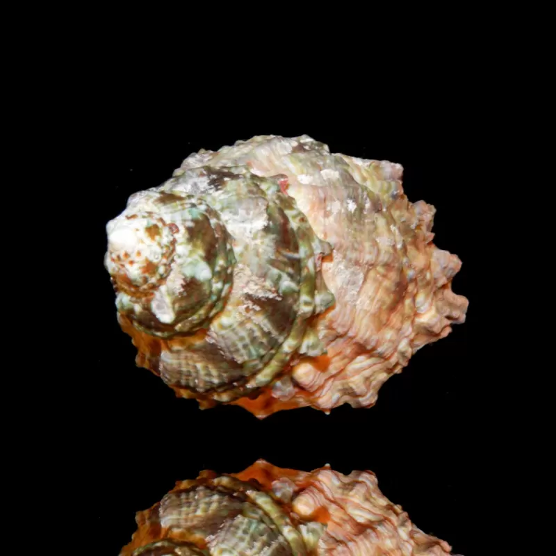 Möchten Sie eine Astrea caelata-Schnecke kaufen? | Coralandfishstore.nl Möchten Sie eine Astrea caelata-Schnecke kaufen? | Coralandfishstore.nl