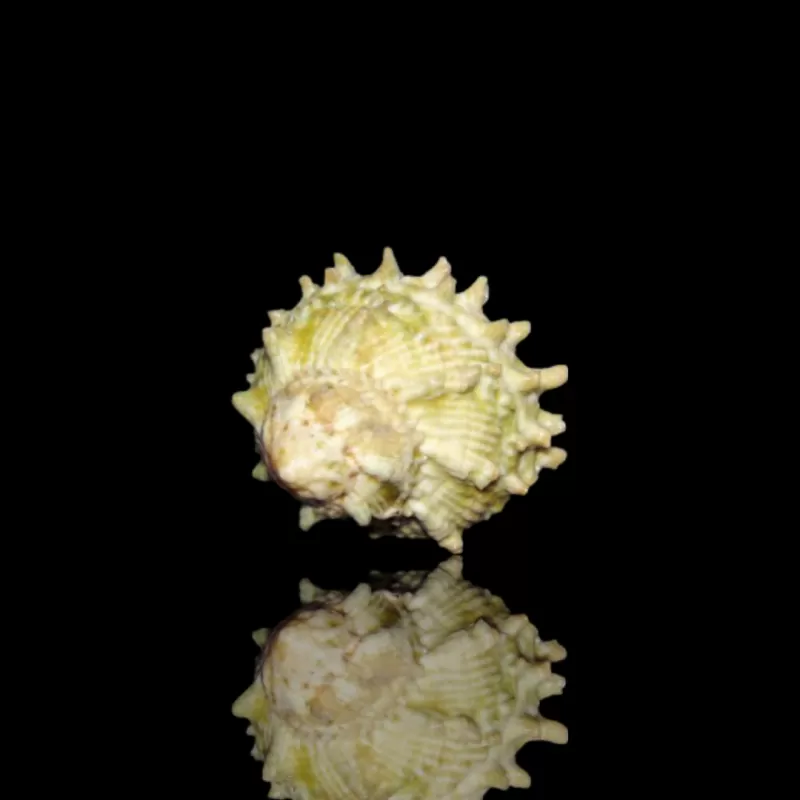 Möchten Sie eine Astrea caelata-Schnecke kaufen? | Coralandfishstore.nl Möchten Sie eine Astrea caelata-Schnecke kaufen? | Coralandfishstore.nl
