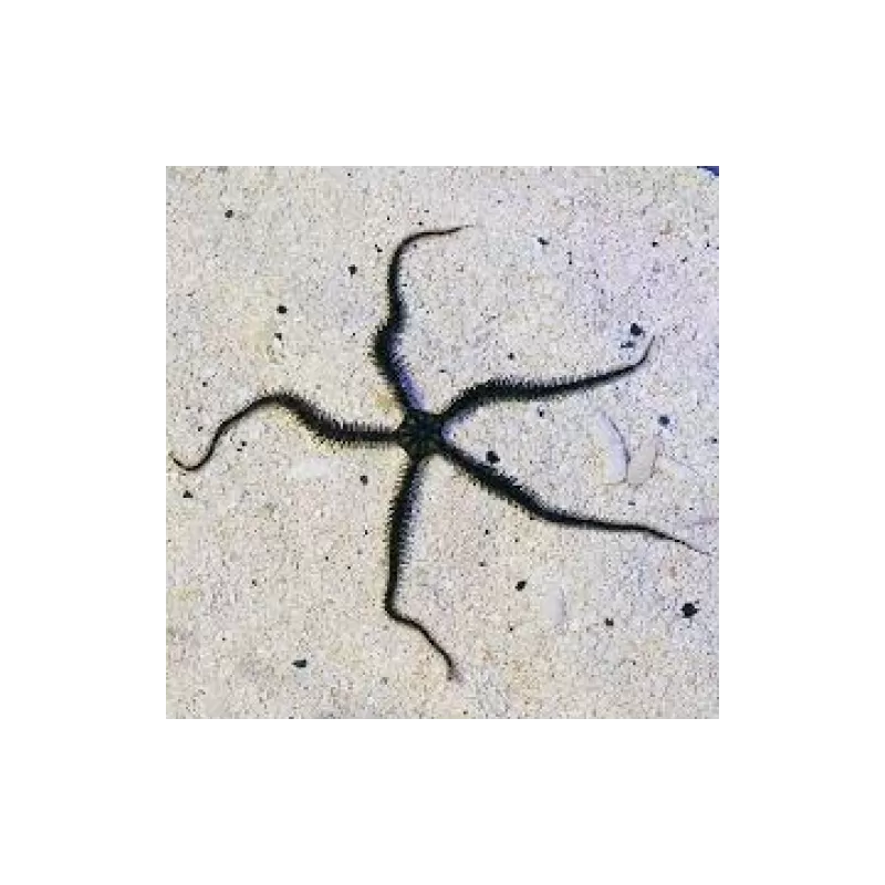 Möchten Sie Ophiocoma echinata Schlangenstern kaufen? | Coralandfishstore.nl Möchten Sie Ophiocoma echinata Schlangenstern kaufen? | Coralandfishstore.nl