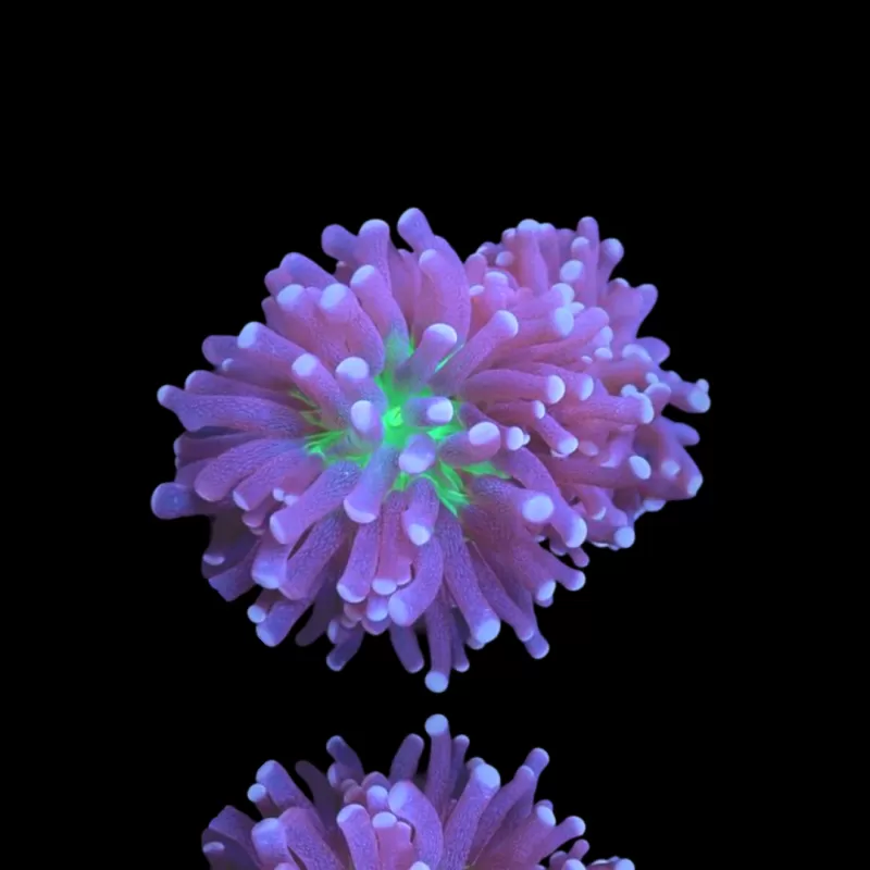 Euphyllia Cristata Joker kopen | Coralandfishstore.nl Euphyllia Cristata Joker kopen | Coralandfishstore.nl