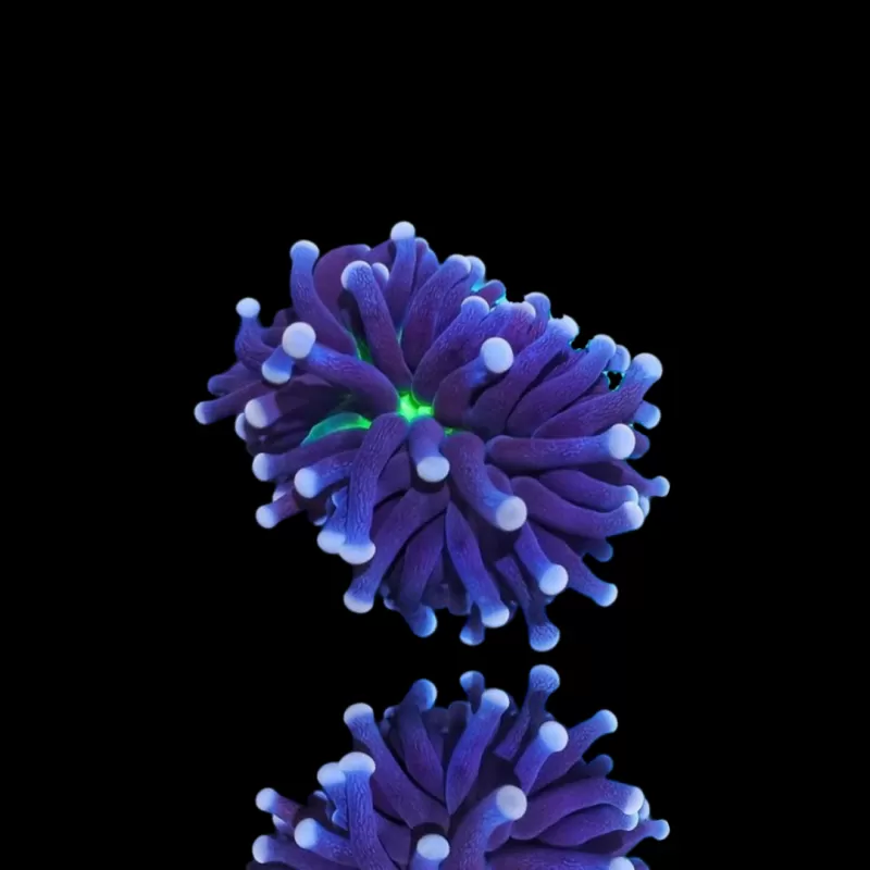 Euphyllia Cristata Joker kopen | Coralandfishstore.nl Euphyllia Cristata Joker kopen | Coralandfishstore.nl