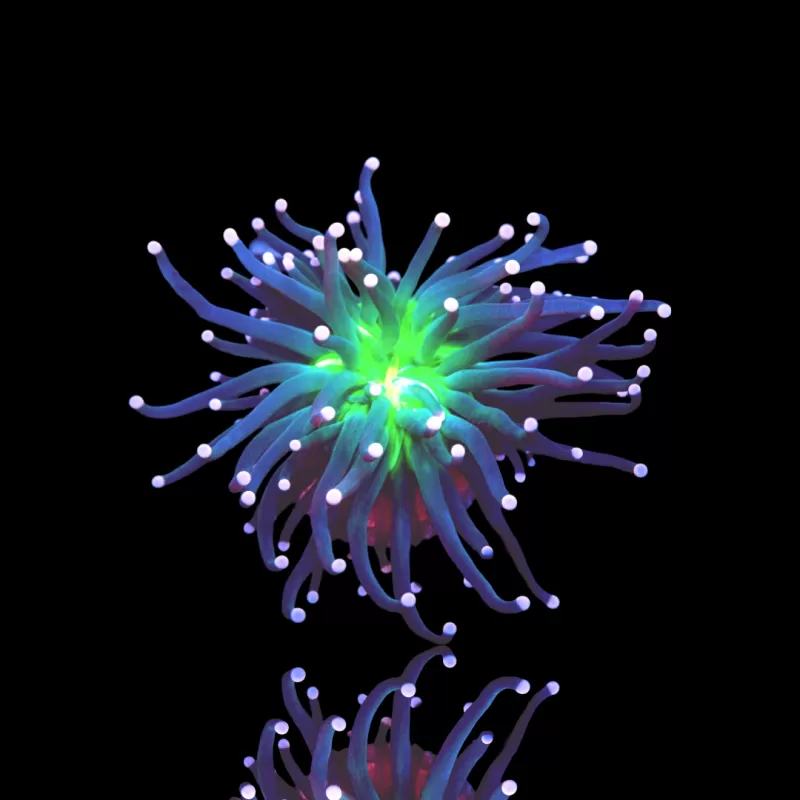 Euphyllia Cristata Joker kopen | Coralandfishstore.nl Euphyllia Cristata Joker kopen | Coralandfishstore.nl