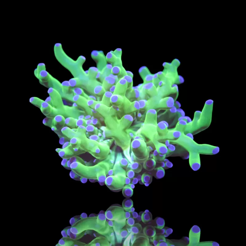 Kaufen Sie Euphyllia Divisa Orange | Coralandfishstore.nl Kaufen Sie Euphyllia Divisa Orange | Coralandfishstore.nl