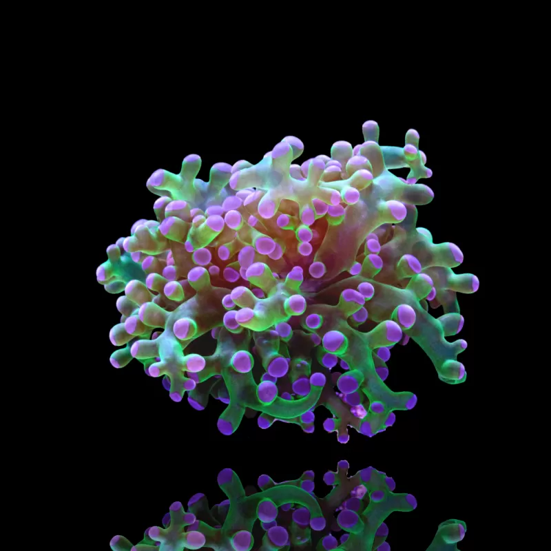 Kaufen Sie Euphyllia Glabrescens Ultra Pack | Coralandfishstore.nl Kaufen Sie Euphyllia Glabrescens Ultra Pack | Coralandfishstore.nl