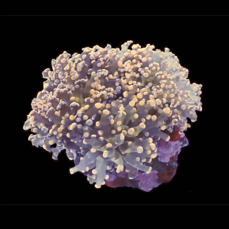 Kaufen Sie Euphyllia Glabrescens Ultra Pack | Coralandfishstore.nl Kaufen Sie Euphyllia Glabrescens Ultra Pack | Coralandfishstore.nl