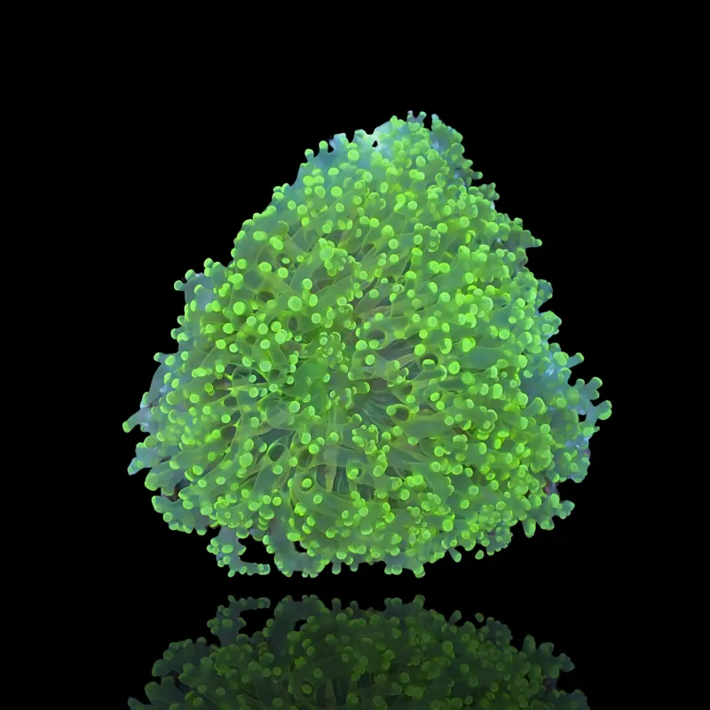 Kaufen Sie Euphyllia Glabrescens Ultra Pack | Coralandfishstore.nl Kaufen Sie Euphyllia Glabrescens Ultra Pack | Coralandfishstore.nl