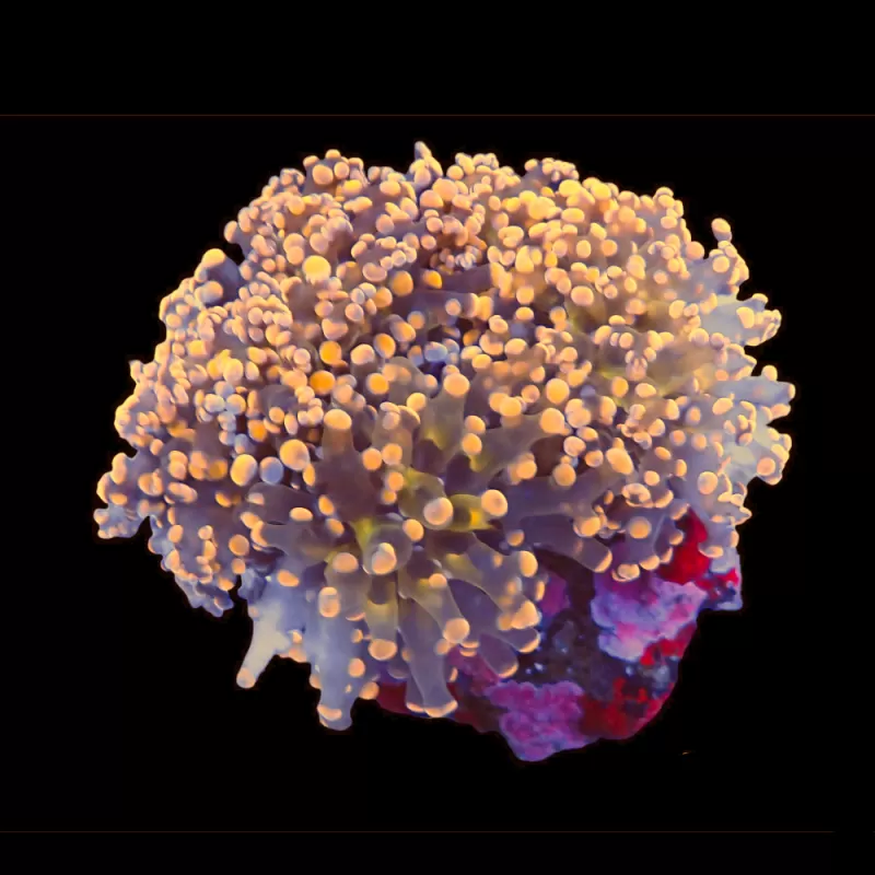 Kaufen Sie Euphyllia Glabrescens Ultra Pack | Coralandfishstore.nl Kaufen Sie Euphyllia Glabrescens Ultra Pack | Coralandfishstore.nl