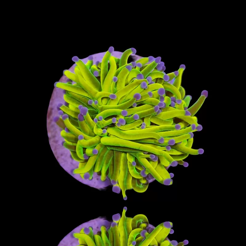Euphyllia Glabrescens Holy Grail kopen | Coralandfishstore.nl Euphyllia Glabrescens Holy Grail kopen | Coralandfishstore.nl