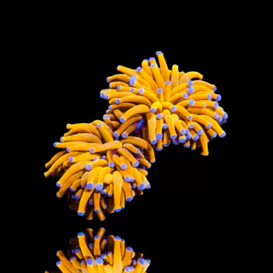 Euphyllia Glabrescens 24K Ultra Orange