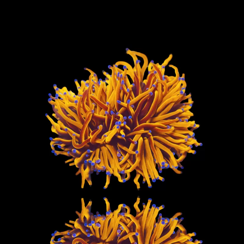 Euphyllia Glabrescens 24K Ultra Orange kopen | Coralandfishstore.nl Euphyllia Glabrescens 24K Ultra Orange kopen | Coralandfishstore.nl