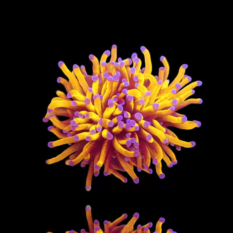 Euphyllia Glabrescens 24K Ultra Orange kopen | Coralandfishstore.nl Euphyllia Glabrescens 24K Ultra Orange kopen | Coralandfishstore.nl