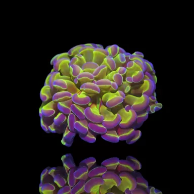 Kaufen Sie Euphyllia Paraancora Hologramme | Coralandfishstore.nl