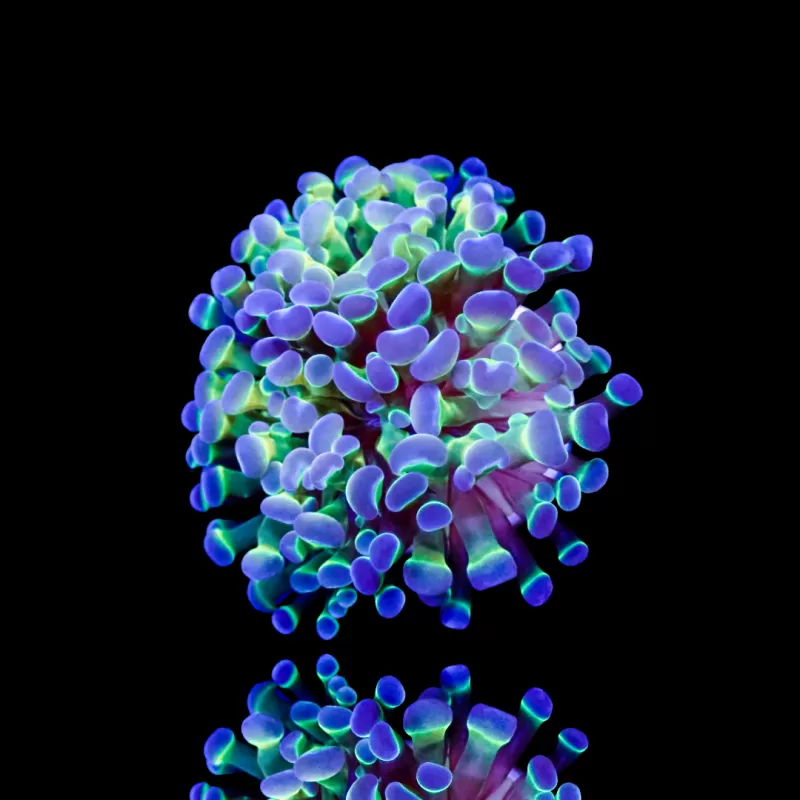 Euphyllia Paraancora Holograms