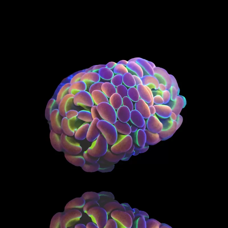 Euphyllia Paraancora Holograms