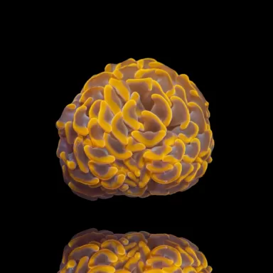 Euphyllia Paraancora Ultra Orange
