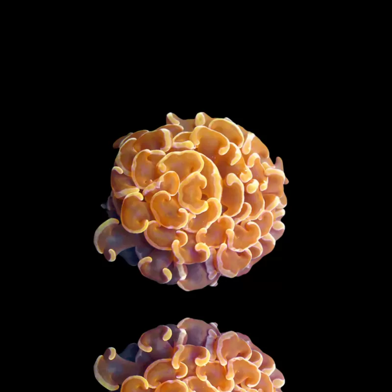 Kaufen Sie Euphyllia paraancora Ultra Orange | Coralandfishstore.nl Kaufen Sie Euphyllia paraancora Ultra Orange | Coralandfishstore.nl