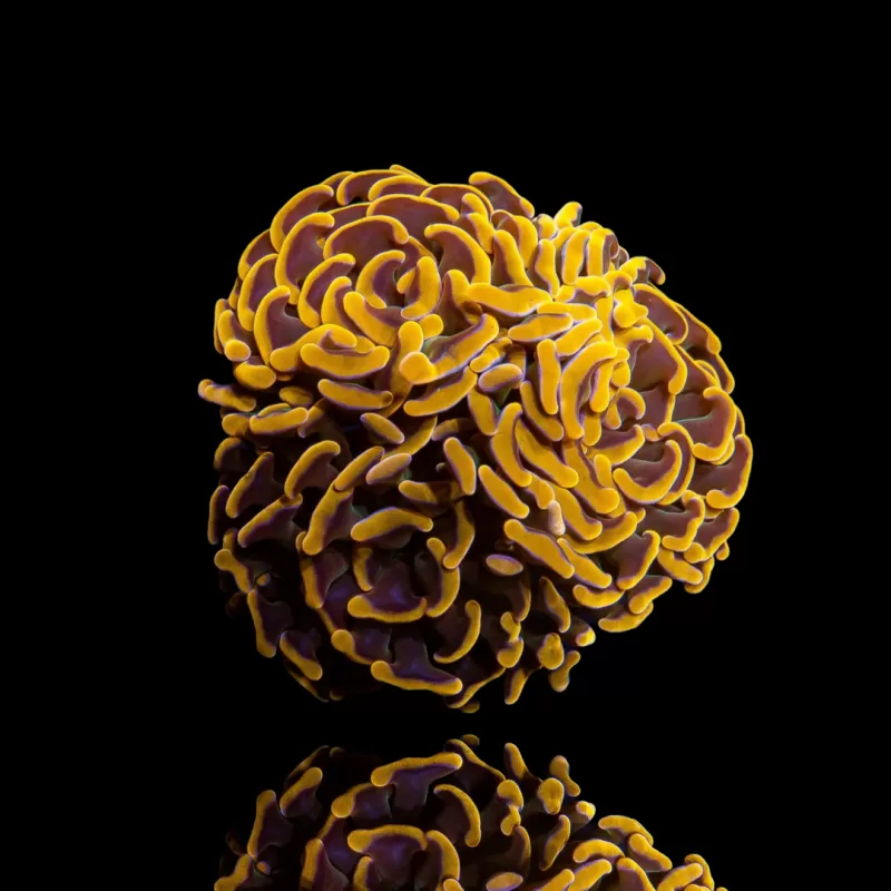 Kaufen Sie Euphyllia paraancora Ultra Orange | Coralandfishstore.nl Kaufen Sie Euphyllia paraancora Ultra Orange | Coralandfishstore.nl
