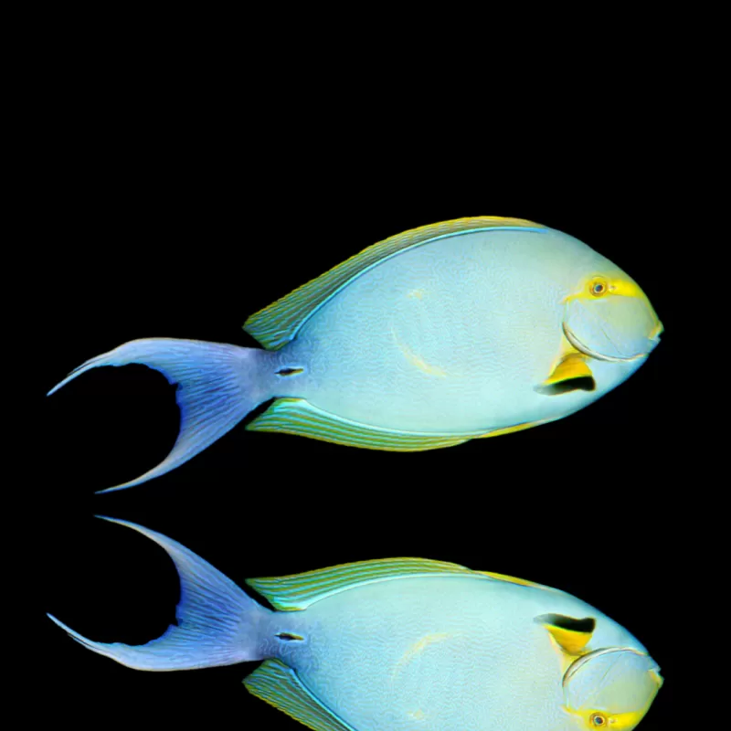 Acanthurus Xanthopterus | Coralandfishstore.nl Acanthurus Xanthopterus | Coralandfishstore.nl