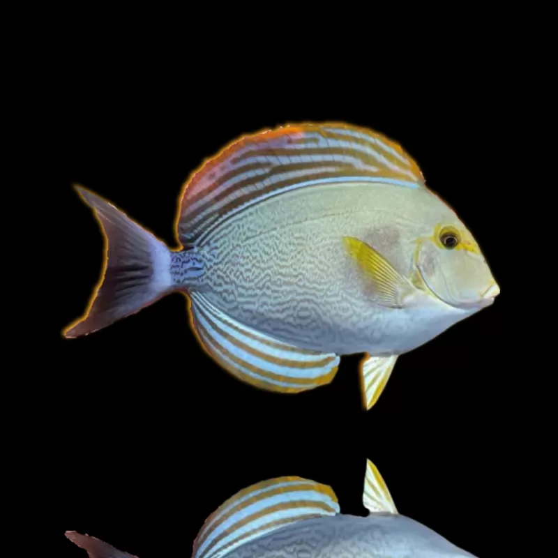 Acanthurus Xanthopterus | Coralandfishstore.nl Acanthurus Xanthopterus | Coralandfishstore.nl