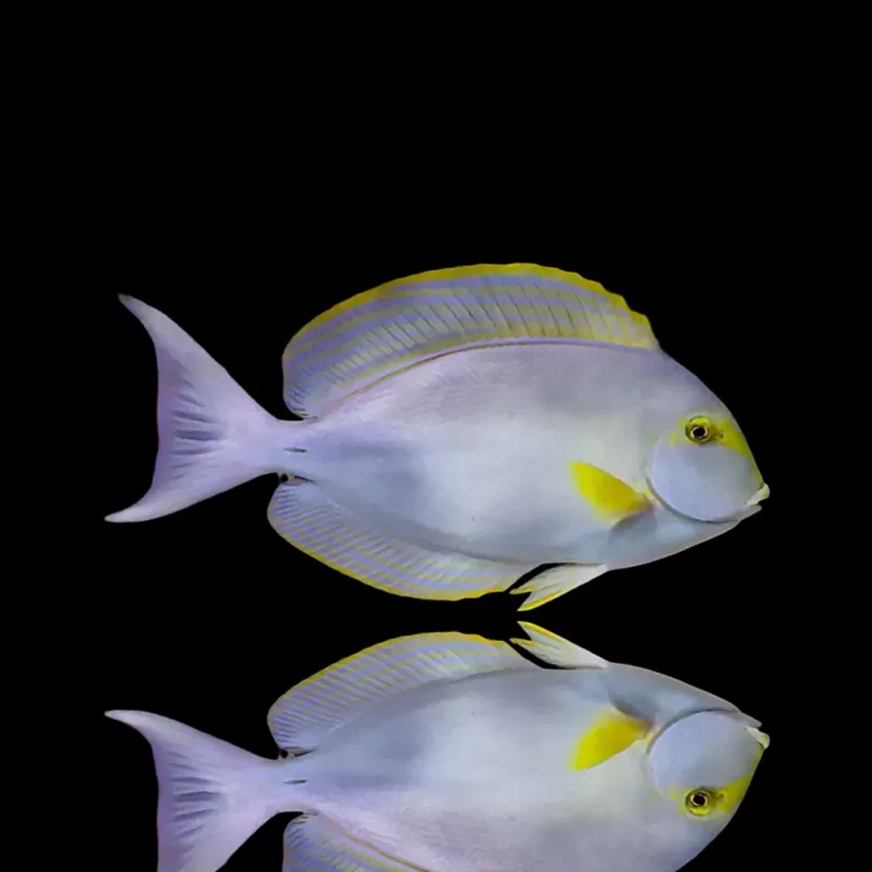Acanthurus Xanthopterus| Coralandfishstore.nl Acanthurus Xanthopterus| Coralandfishstore.nl