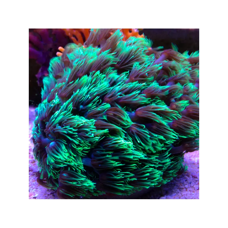 Goniopora Stokesi Ultra Green - Golf Ball kopen | Coralandfishstore.nl Goniopora Stokesi Ultra Green - Golf Ball kopen | Coralandfishstore.nl
