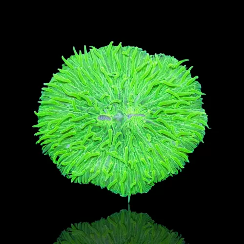 Fungia Ultra Groen